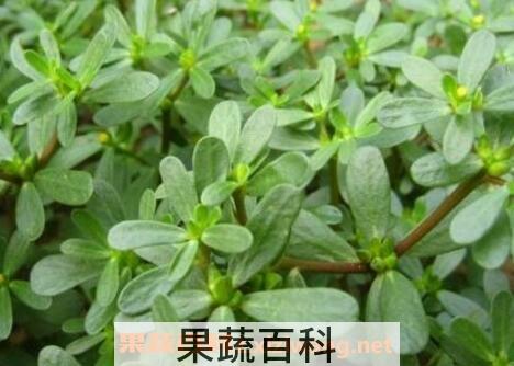  长寿菜是什么菜 长寿菜的功效与作用