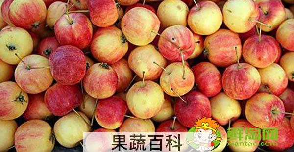 东北k9沙果什么时候成熟，k9小苹果的特点