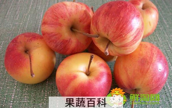 东北k9沙果什么时候成熟，k9小苹果的特点