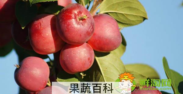 东北k9沙果什么时候成熟，k9小苹果的特点