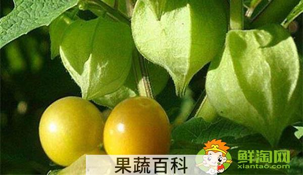 姑娘果是什么样子，姑娘果成熟后的样子