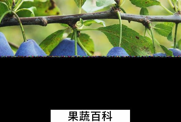 果蔬百科西梅的营养价值