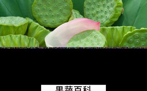 莲蓬怎么吃? 莲蓬怎么吃莲蓬的常见吃法