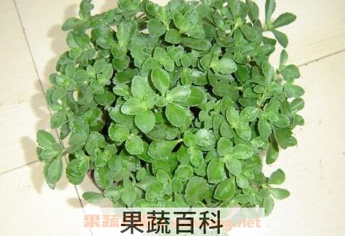 救心菜的种植方法