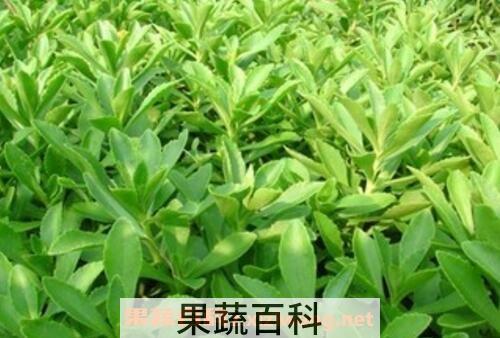 救心菜的种植方法