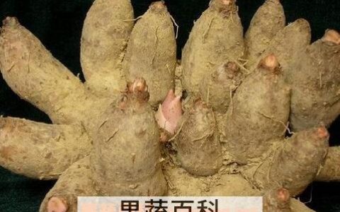 鸡爪芋的营养与价值 鸡爪芋有什么功效