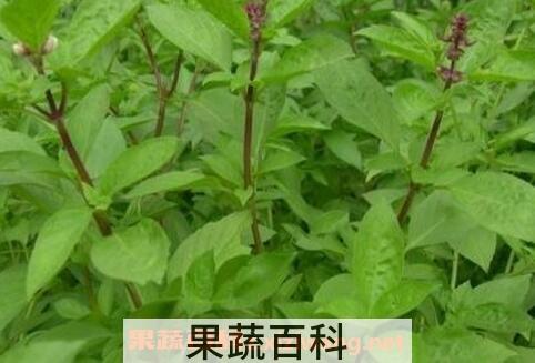 九层塔的功效与副作用