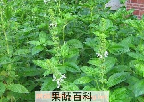 九层塔的功效与副作用