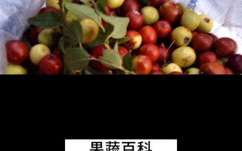 酸枣的营养价值与功效与禁忌 酸枣的营养价值与功效与作用