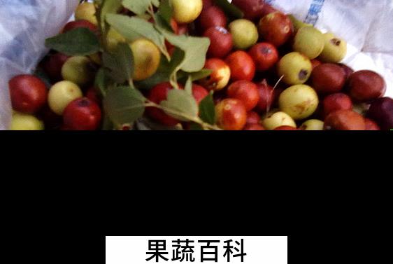 果蔬百科酸枣的营养价值与功效
