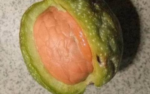 核桃皮的功效是什么 核桃皮的作用与功效与作用