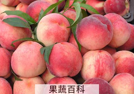 果蔬百科哪些人不适合吃桃子