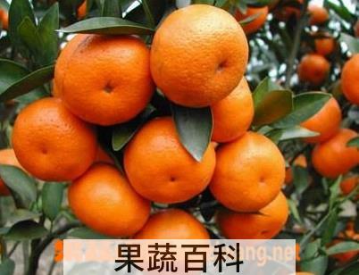 果蔬百科柑桔的功效与作用