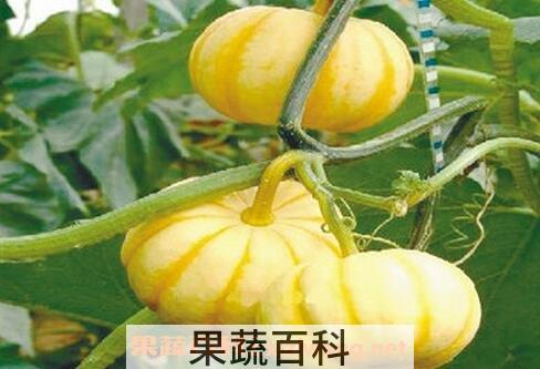 飞碟瓜的常见病虫害有哪些 飞碟瓜的病虫害防治