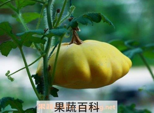 飞碟瓜
