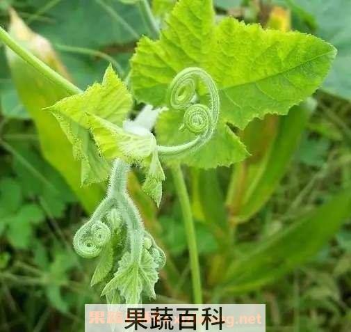 南瓜藤