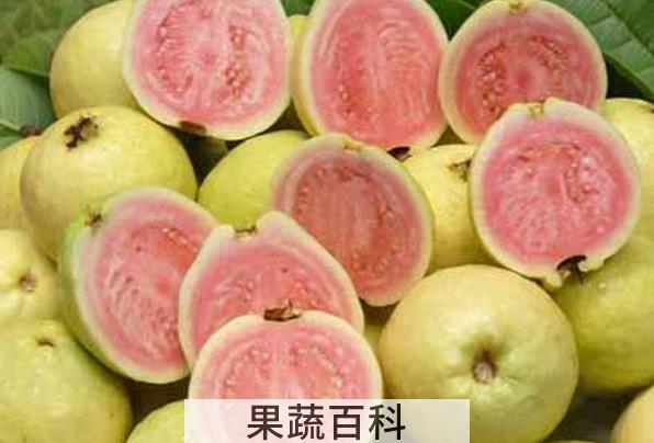 果蔬百科番石榴的食疗功效