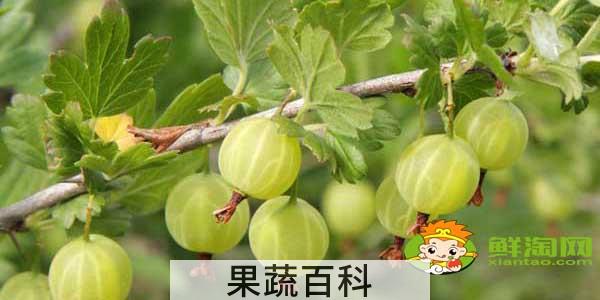 灯笼果和姑娘果一样吗，灯笼果与姑娘果的区别