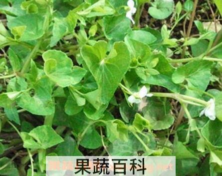 白花堇菜主要营养价值