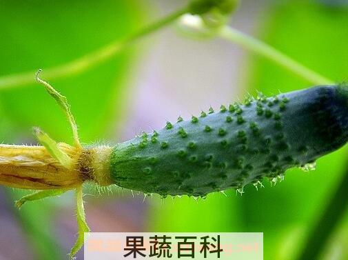 山黄瓜和黄瓜的区别