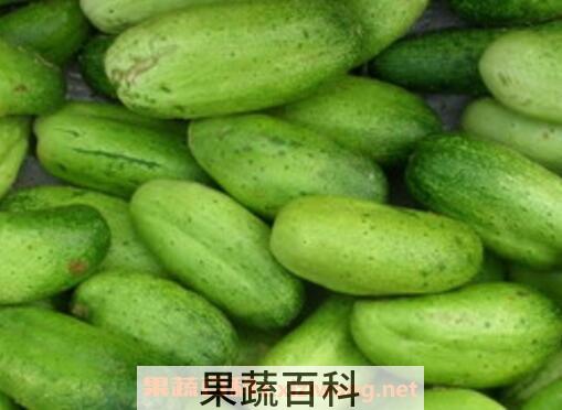 山黄瓜和黄瓜的区别