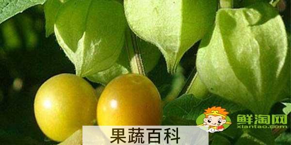 姑娘果什么时候才有，没熟的姑娘果有毒吗