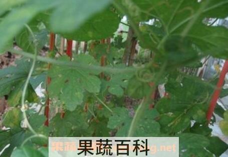 苦瓜叶不能和什么一起吃