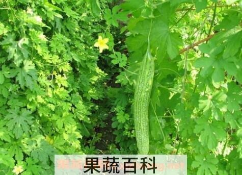 苦瓜叶不能和什么一起吃