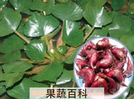 菱棵的食用价值与功效