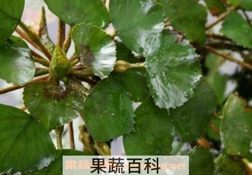 菱棵的食用价值与功效