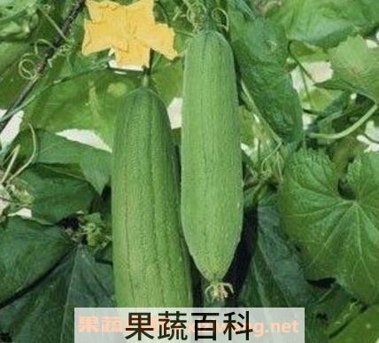 丝瓜子怎么做好吃 丝瓜子食用方法