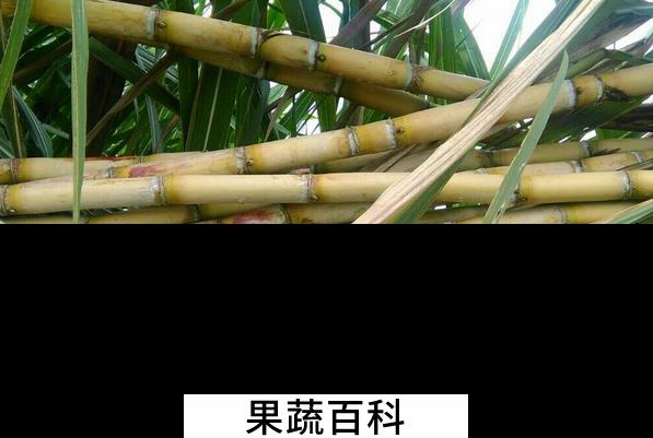 果蔬百科吃甘蔗的好处有哪些