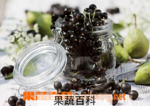 果蔬百科黑醋栗的功效与作用