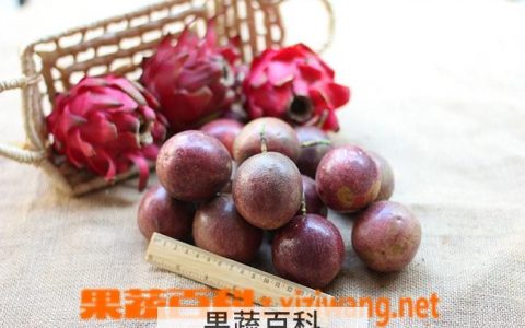 百香果的功效与作用及食用方法 百香果的功效与作用及营养价值