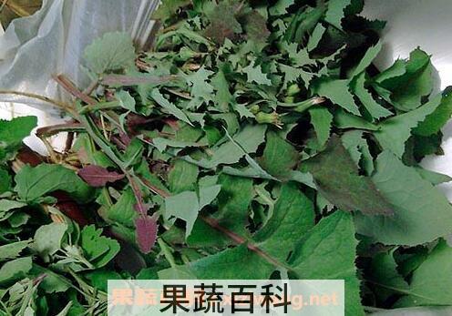 灰菜晾干的功效与作用