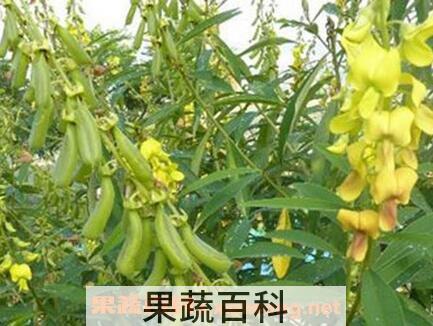 狗响铃的功效与作用