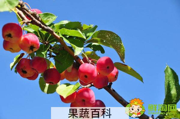 沙果怎么酿酒，沙果酒的制作方法