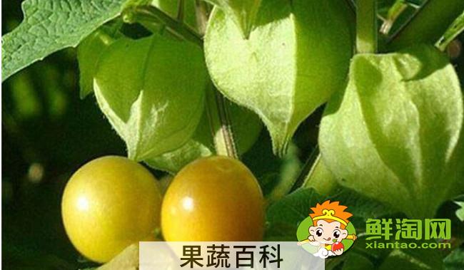 灯笼果为什么叫姑娘果，灯笼果成熟后是什么颜色