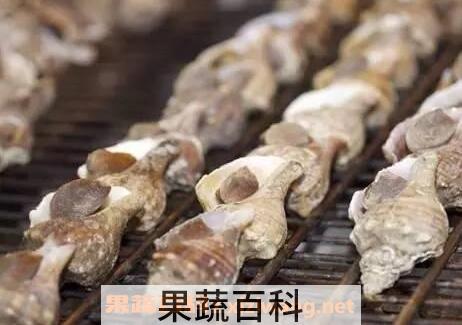 管角螺的营养价值