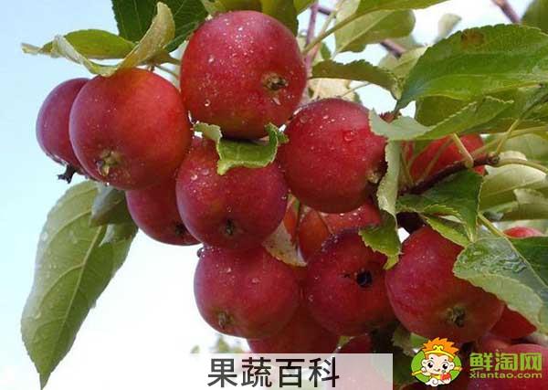 蒸沙果怎么做，沙果干的制作方法蒸熟