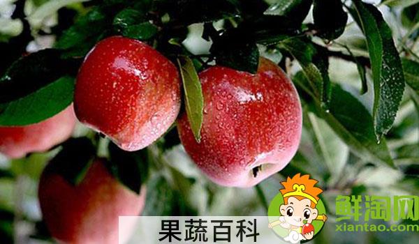 糖心沙果是什么品种，海棠果与糖心沙果区别