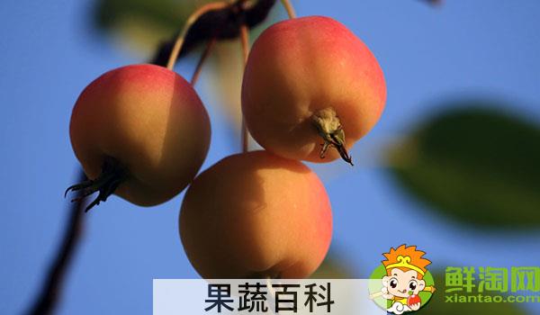 糖心沙果是什么品种，海棠果与糖心沙果区别