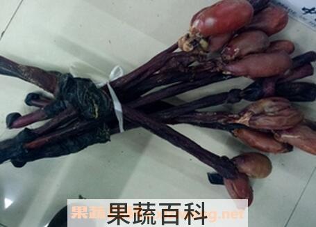 驴肾的药用功效