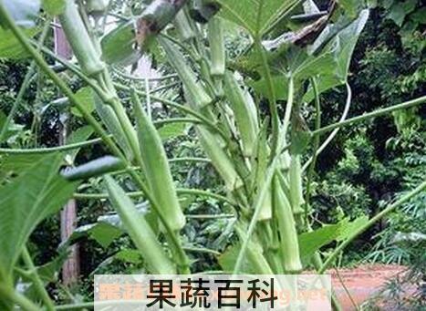 毛茄的功效与药用价值