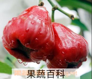 果蔬百科吃莲雾的功效与作用