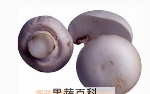 雷蘑菇图片 雷蘑菇能吃吗有毒吗