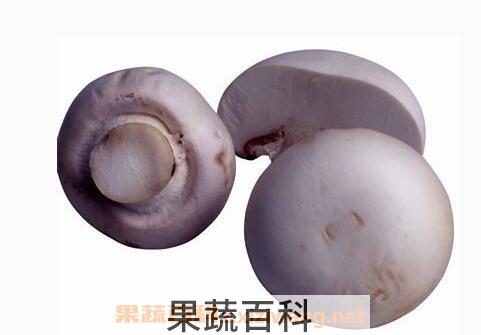 雷蘑菇能吃吗 雷蘑怎样做好吃
