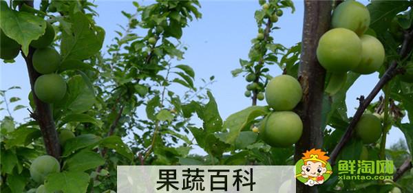 沙果哪个品种好吃，青涩的沙果怎么做好吃