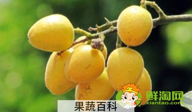 姑娘果是什么东西，黄皮果是姑娘果吗