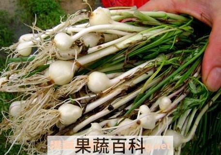 胡葱不能与什么同吃 胡葱和什么相克